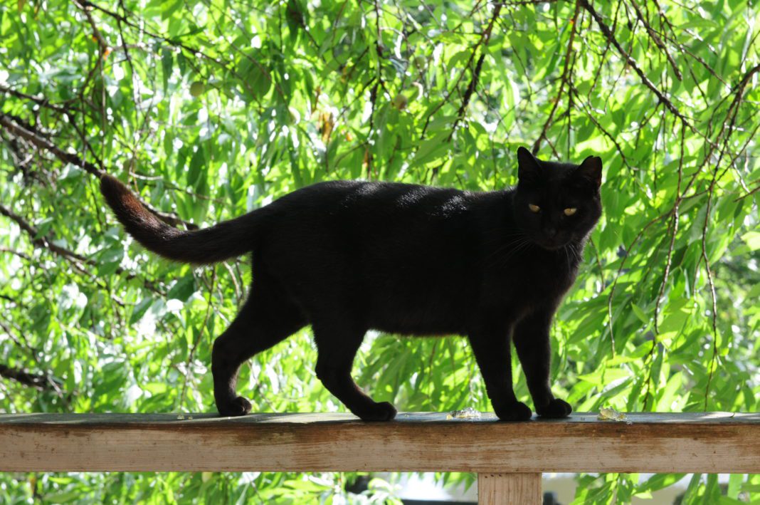 black cat on a railing - en.wikipedia.org