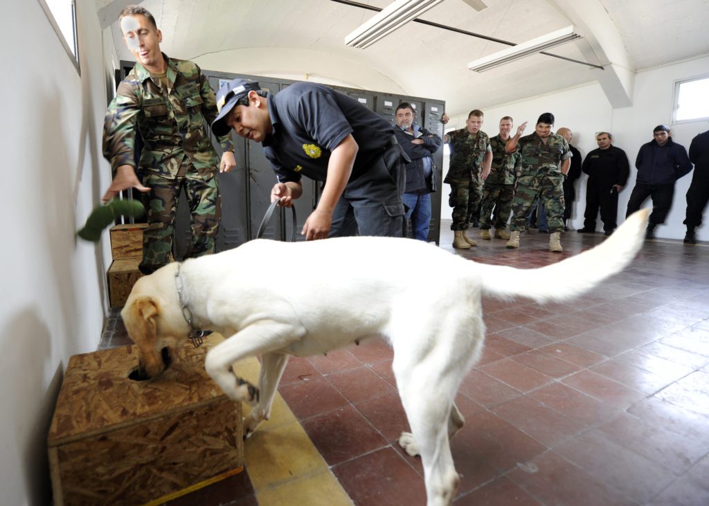 US Navy military dog working - en.wikipedia.org