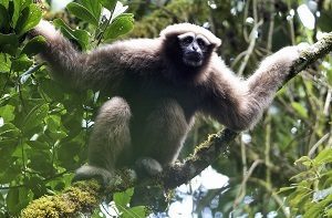 Many Primates at Risk of Extinction, Durham University Academic Says
