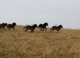 Rare Exmoor Ponies Set up Home in County Durham Rare Exmoor Ponies Set up Home in County Durham