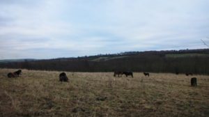 Rare Exmoor Ponies Set up Home in County Durham