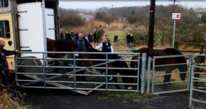 Rare Exmoor Ponies Set up Home in County Durham
