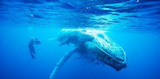 Olympic Rower & Daring Wildlife Filmmaker to Speak at Durham Festival Durham Adventure Festival 2 Doug-Allan-films-Humpback-Whale