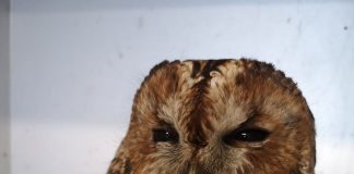 Whitby Wildlife Sanctuary Positively Reflects On The Year 2020 Whitby Wildlife Sanctuary Positively Reflects On The Year 2020