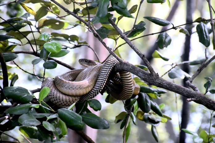 Does your Durham Neighbour Have the Right to Own a Venomous Snake?