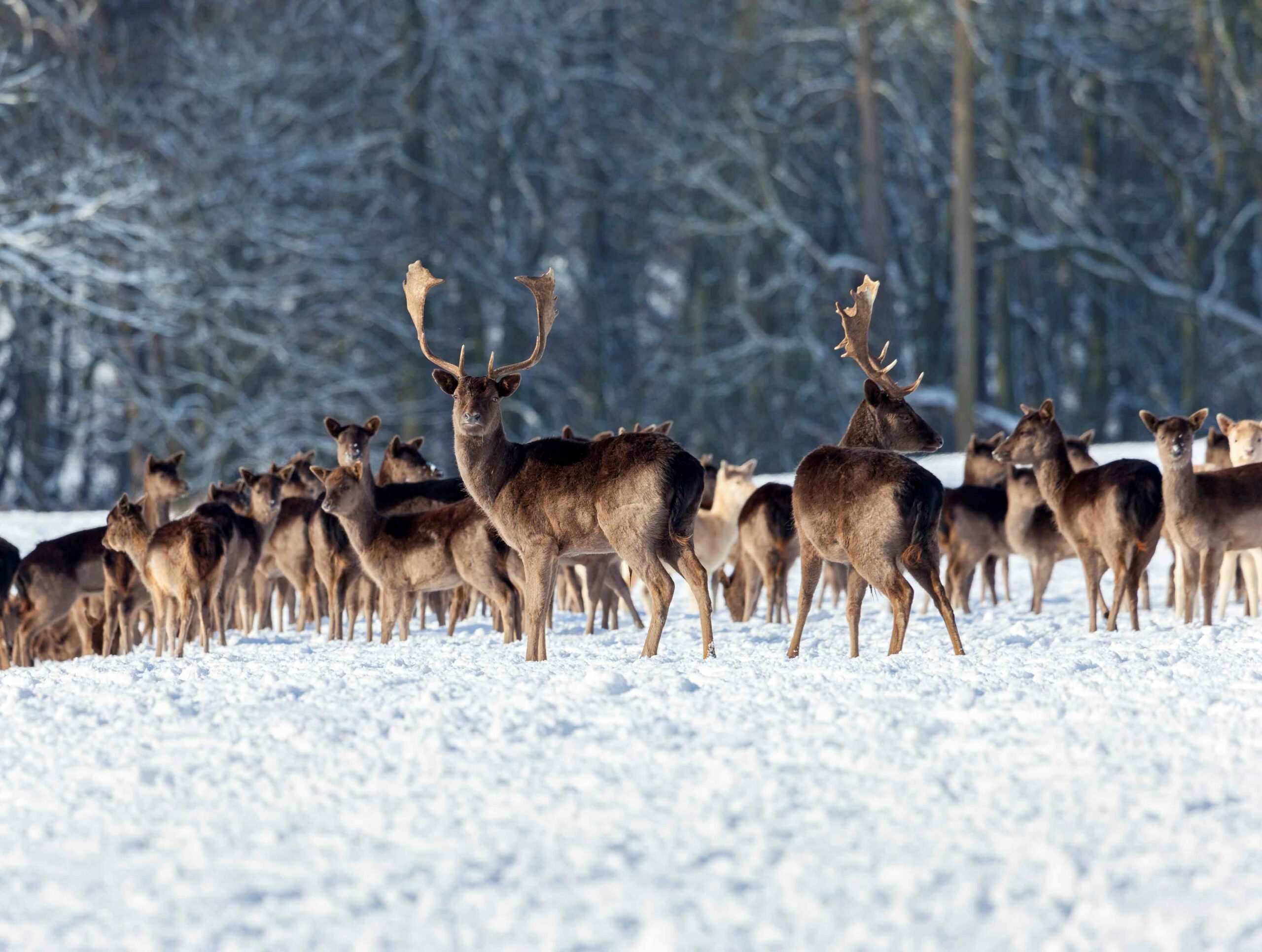 The picturesque Deer Park at County Durham’s iconic Raby Castle will be opening to families and friends on 1st January for the annual New Year’s Day charity walk