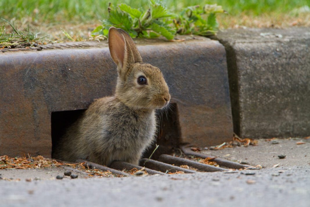 Help Track Urban Wildlife in the UK with the Living with Mammals Survey