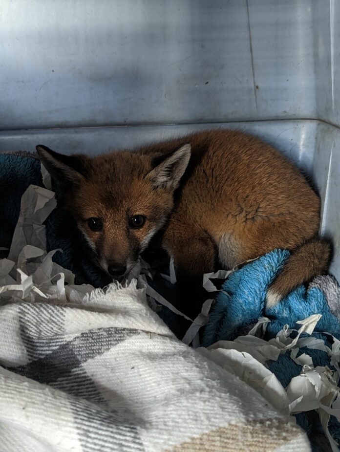 RSPCA Rescues Orphaned Fox Cub Found with Heartbreaking Note