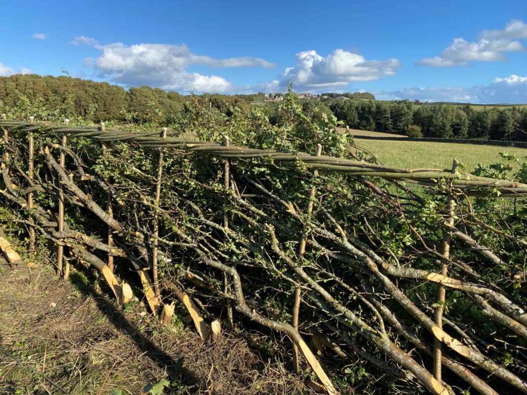 Preserving Tradition: County Durham Gears Up for Annual Hedgelaying Contest