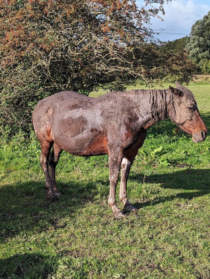 wift Response: RSPCA and Firefighters Save Distressed Horse in Durham
