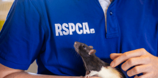 200 Years of Advocacy: RSPCA Launches Bold Campaign to Transform Animal Perceptions 200 Years of Advocacy: RSPCA Launches Bold Campaign to Transform Animal Perceptions