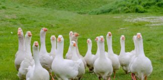 Geese Steal the Show at Kynren’s 2024 Summer Season Geese Steal the Show at Kynren's 2024 Summer Season