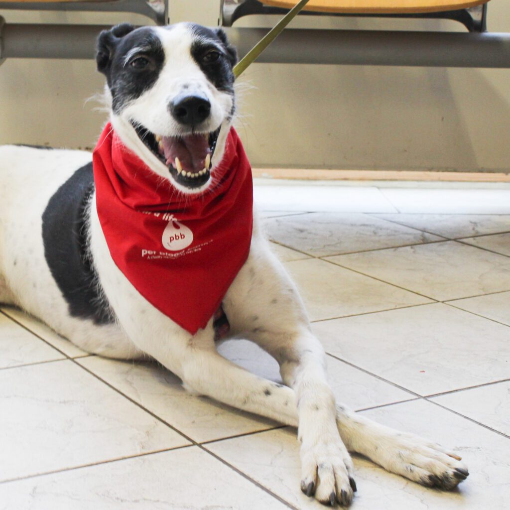 Lifesaving Heroes: Darlington Cocker Spaniels Saved by Dog Blood Donors
