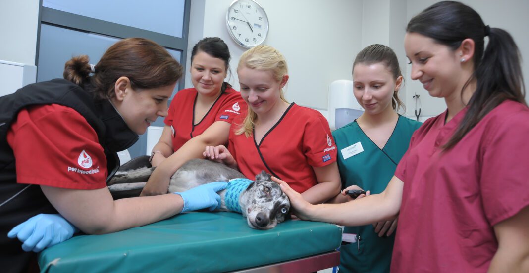 Lifesaving Heroes: Darlington Cocker Spaniels Saved by Dog Blood Donors