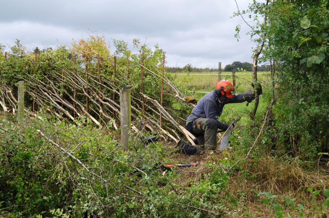 Durham Hedgelayers Compete for County Championship Title at 25th Annual Competition