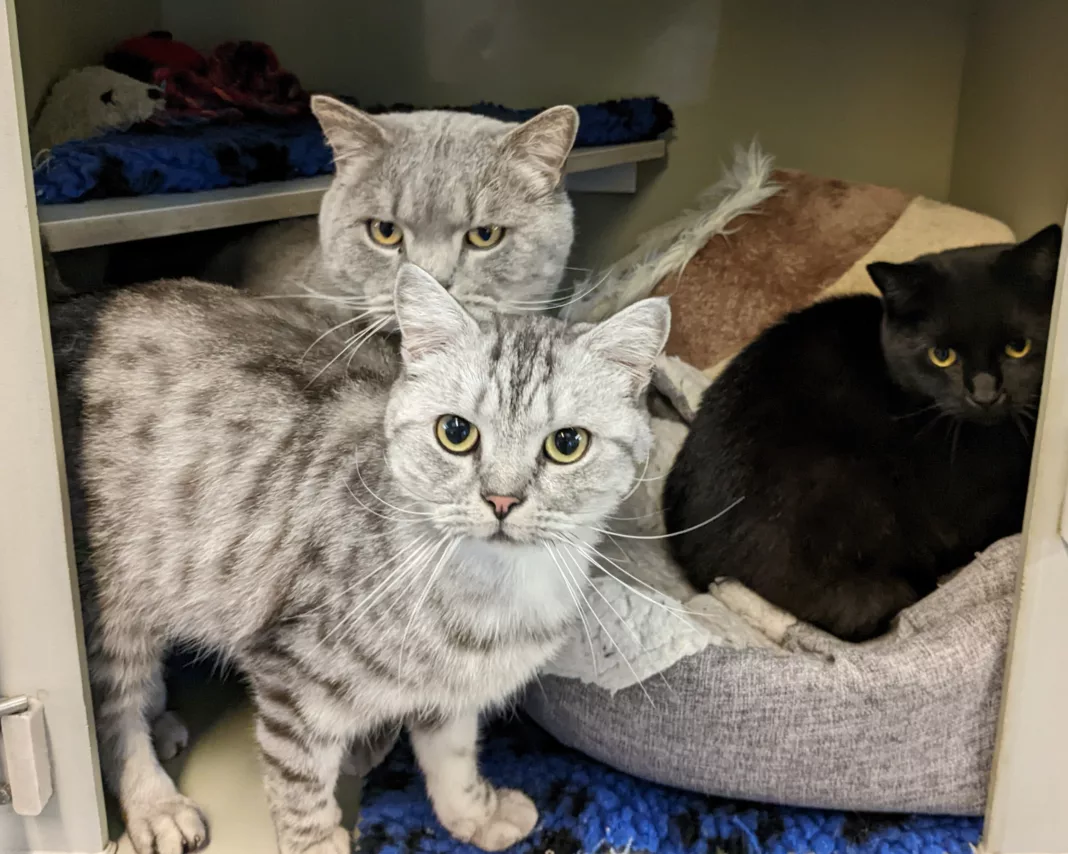 All three Could You Adopt These Three Best Friends? RSPCA Appeals for a Special Home