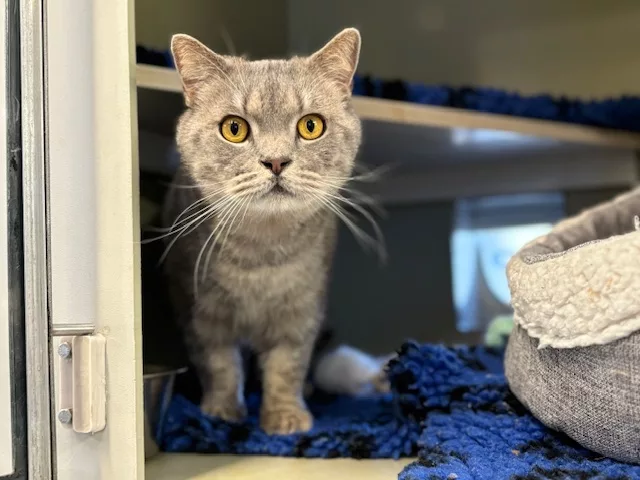 Could You Adopt These Three Best Friends? RSPCA Appeals for a Special Home