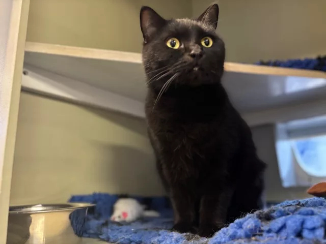 Could You Adopt These Three Best Friends? RSPCA Appeals for a Special Home