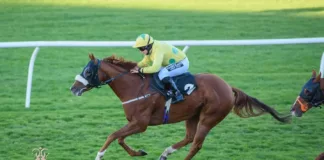 Own a Racehorse with Noel Wilson Racing – Open Day This Sunday! Noel Wilson Racing