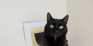 Nico, Humbug and Sweetie Pie: Rescued Cats Still Waiting for a Second Chance Nico, Humbug and Sweetie Pie: Rescued Cats Still Waiting for a Second Chance