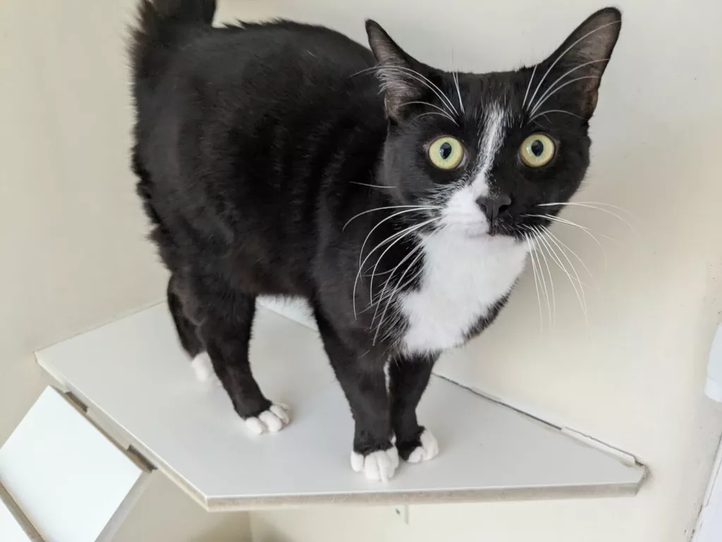 Nico, Humbug and Sweetie Pie: Rescued Cats Still Waiting for a Second Chance