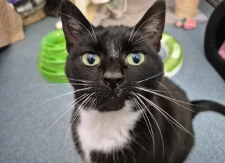 Could You Be the One? RSPCA Launches Adoptober Drive for Cats in Need Could You Be the One? RSPCA Launches Adoptober Drive for Cats in Need