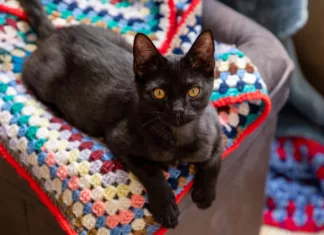 Calling County Durham Crafters: RSPCA Needs Blankets for Struggling Pets Calling County Durham Crafters: RSPCA Needs Blankets for Struggling Pets
