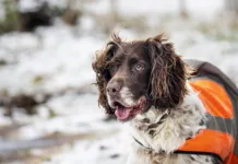 RSPCA Urges Winter Pet Safety as Snow and Ice Warnings Hit the UK RSPCA Urges Winter Pet Safety as Snow and Ice Warnings Hit the UK