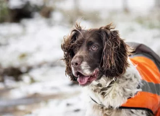 RSPCA Urges Winter Pet Safety as Snow and Ice Warnings Hit the UK RSPCA Urges Winter Pet Safety as Snow and Ice Warnings Hit the UK