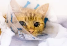 Surge in Cats Sparks Neutering Call from RSPCA This World Spay Day Surge in Cats Sparks Neutering Call from RSPCA This World Spay Day