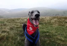 Could Your Dog Be a Lifesaver? Blood Donors Needed in Bradbury Could Your Dog Be a Lifesaver? Blood Donors Needed in Bradbury