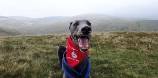 Could Your Dog Be a Lifesaver? Blood Donors Needed in Bradbury Could Your Dog Be a Lifesaver? Blood Donors Needed in Bradbury