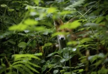 RSPCA Launches Summer of Kindness to Celebrate Sir David Attenborough’s 100th Birthday RSPCA Launches Summer of Kindness to Celebrate Sir David Attenborough’s 100th Birthday