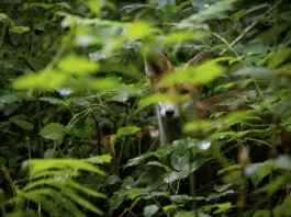 RSPCA Launches Summer of Kindness to Celebrate Sir David Attenborough’s 100th Birthday RSPCA Launches Summer of Kindness to Celebrate Sir David Attenborough’s 100th Birthday