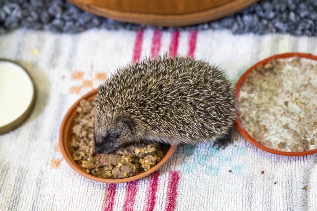 RSPCA Launches Summer of Kindness to Celebrate Sir David Attenborough’s 100th Birthday