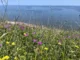 £1 Million Project Restores Rare Coastal Grasslands Along Durham Heritage Coast £1 Million Project Restores Rare Coastal Grasslands Along Durham Heritage Coast