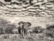 Bishop Auckland Photographer Showcases Stunning African Wildlife Images at Gallerina Bishop Auckland Photographer Showcases Stunning African Wildlife Images at Gallerina