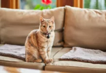 New Law Marks “Historic Day” for Pet Owners Across England New Law Marks “Historic Day” for Pet Owners Across England