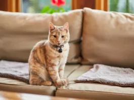 New Law Marks “Historic Day” for Pet Owners Across England New Law Marks “Historic Day” for Pet Owners Across England