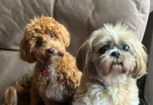 RSPCA Walk to Remember Returns for National Pet Memorial Day RSPCA Walk to Remember Returns for National Pet Memorial Day