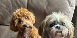 RSPCA Walk to Remember Returns for National Pet Memorial Day RSPCA Walk to Remember Returns for National Pet Memorial Day