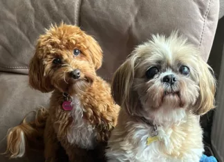 RSPCA Walk to Remember Returns for National Pet Memorial Day RSPCA Walk to Remember Returns for National Pet Memorial Day