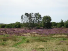 County Durham Residents Invited to Share Views on Heathland Grazing County Durham Residents Invited to Share Views on Heathland Grazing