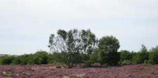 County Durham Residents Invited to Share Views on Heathland Grazing County Durham Residents Invited to Share Views on Heathland Grazing