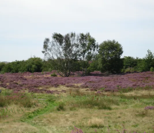 County Durham Residents Invited to Share Views on Heathland Grazing County Durham Residents Invited to Share Views on Heathland Grazing